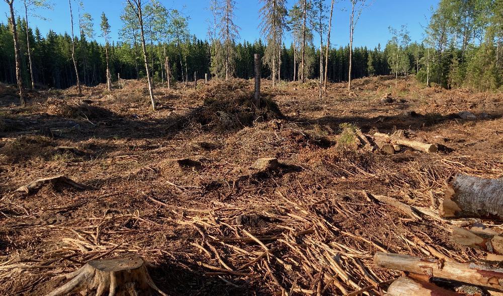 

Allmänhetens bild – nyupptaget hygge i södra Östergötland. Inte ett liv. Inte en endaste grön växt. Politikerna blundar. Foto: Privat                                                                                        