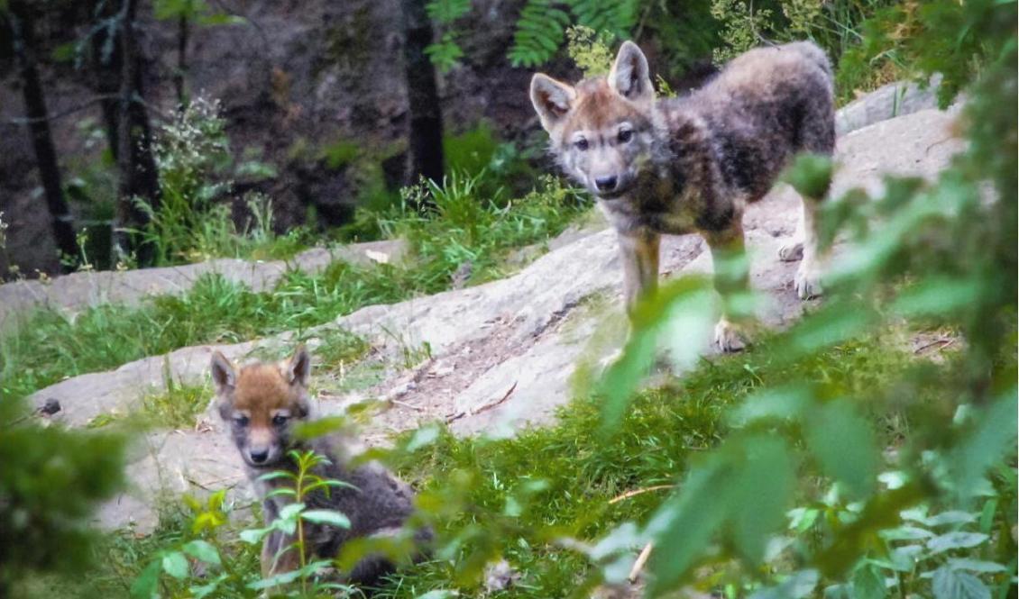 
I år har 13 valpar fötts i två revir på Jylland. Myndigheterna tror att det finns 29 vargar i landet. Valparna på bilden är svenska. Foto: Naturvårdsverket                                            