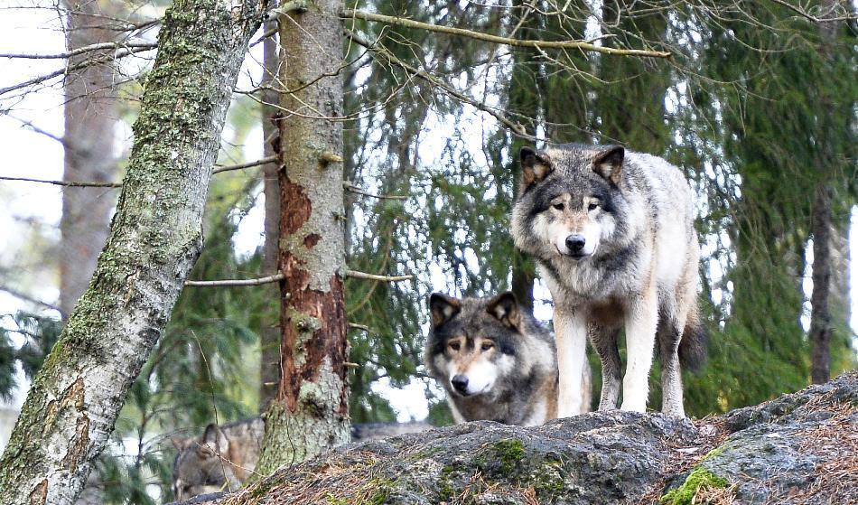 


Gunnar Glöersen och Svenska jägareförbundet vill ha en vargstam på 150 individer men accepterar en stam på 170 170 individer som KD och Moderaterna föreslagit. Foto: Anders Wiklund/TT                                                                                                                                    