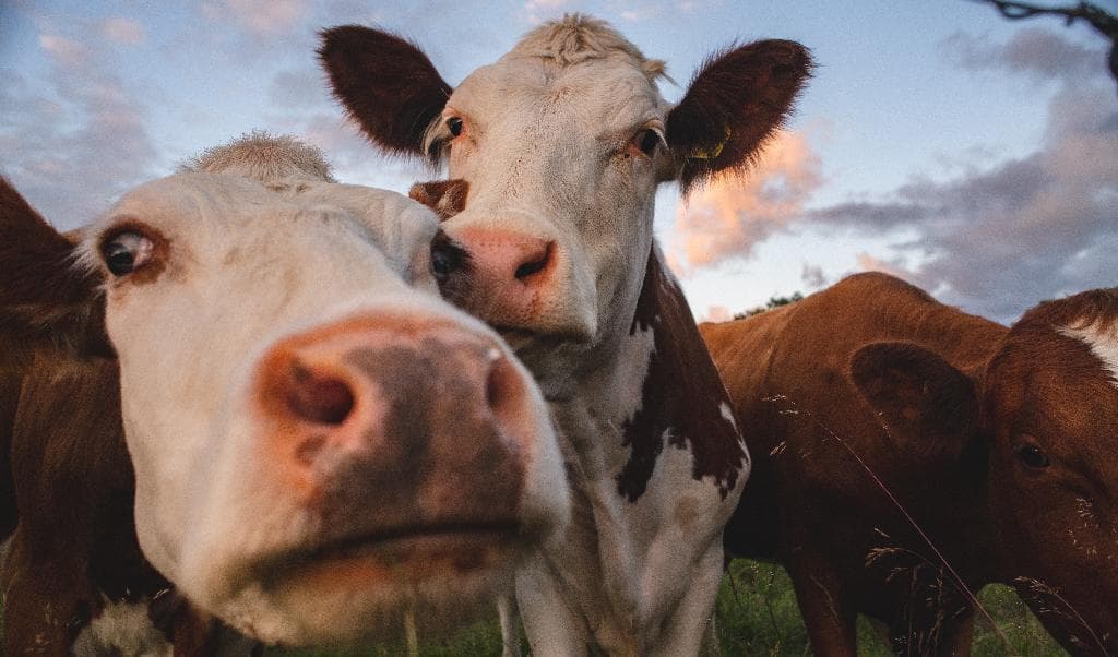 

Globalisering och överproduktion, men framför allt politiken, sätter hårt tryck på svenska bönder, skriver Lotta Gröning. Foto: Shutterstock                                                                                        