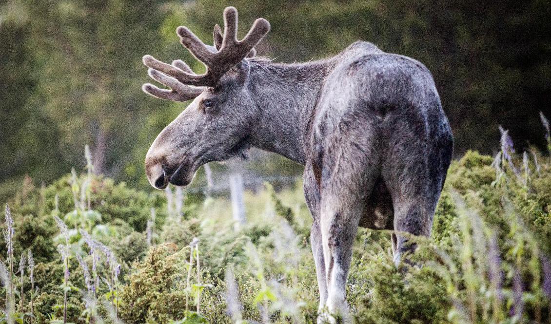 De få situationer en älg blir aggressiv finns det ofta en hund med i bilden. Arkivbild. Foto: Paul Kleiven