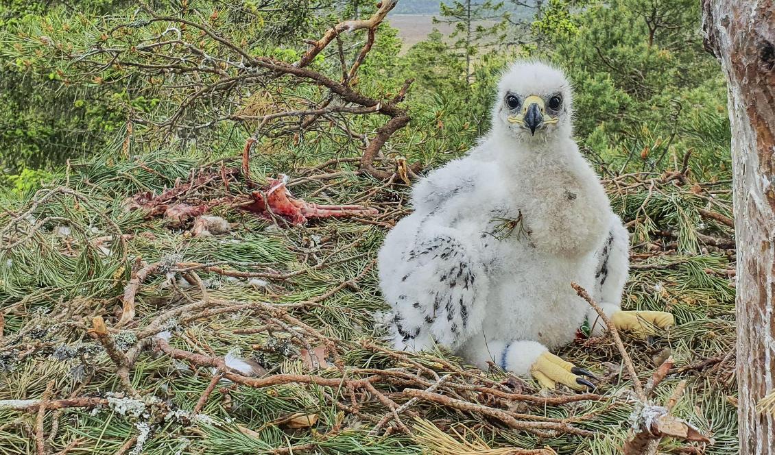 
I somras hittades en kungsörnsunge i Komosse naturreservat utanför Ulricehamn. Förra året hittades ytterligare en unge i Västra Götaland. Foto: 
Bjarne Modigh/Föreningen Örn-72/TT                                            
