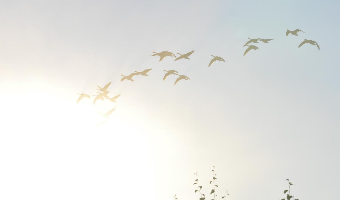 




Fåglarnas biologiska klocka bestämmer när det är dags för dem att flytta till sina övervintringsområden. De flesta ger sig av i gryningen, medan andra hellre flyttar under natten. Foto: Ritu Andersson                                                                                                                                                                                                                            