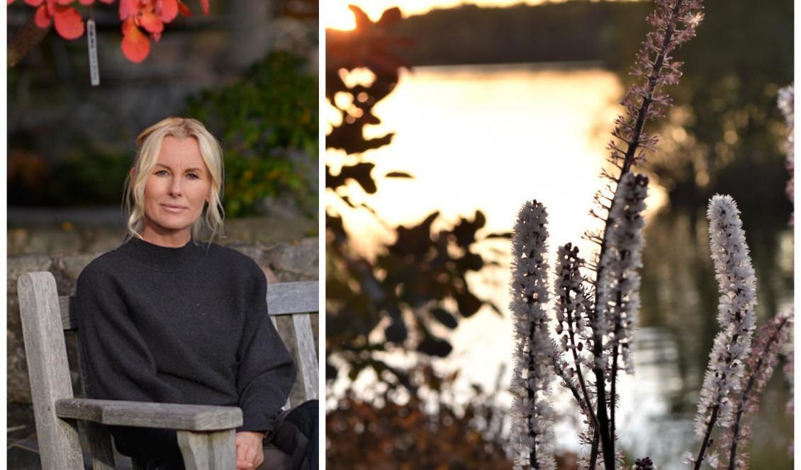 

Blodax, även kallad höstsilverax, har små blommor som sprider en smultronlik doft. Foto: Victoria Skoglund                                                                                        