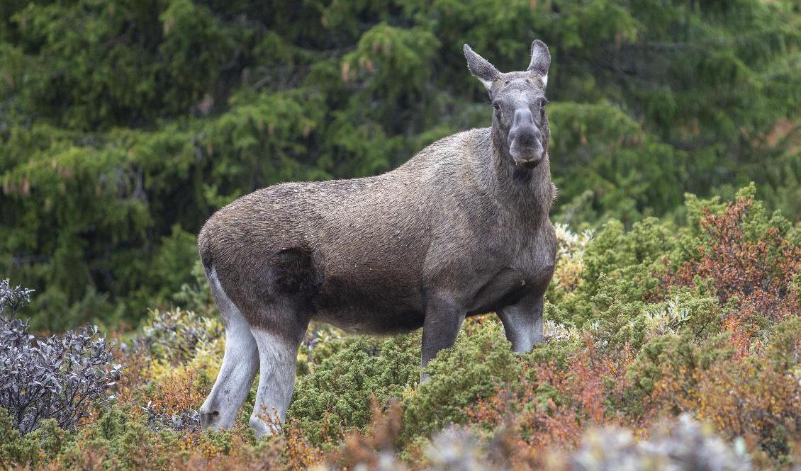 I Dalarna har man observerat 18 procent färre älgar under de senaste två åren. Arkivbild. Foto: Paul Kleiven/NTB/TT