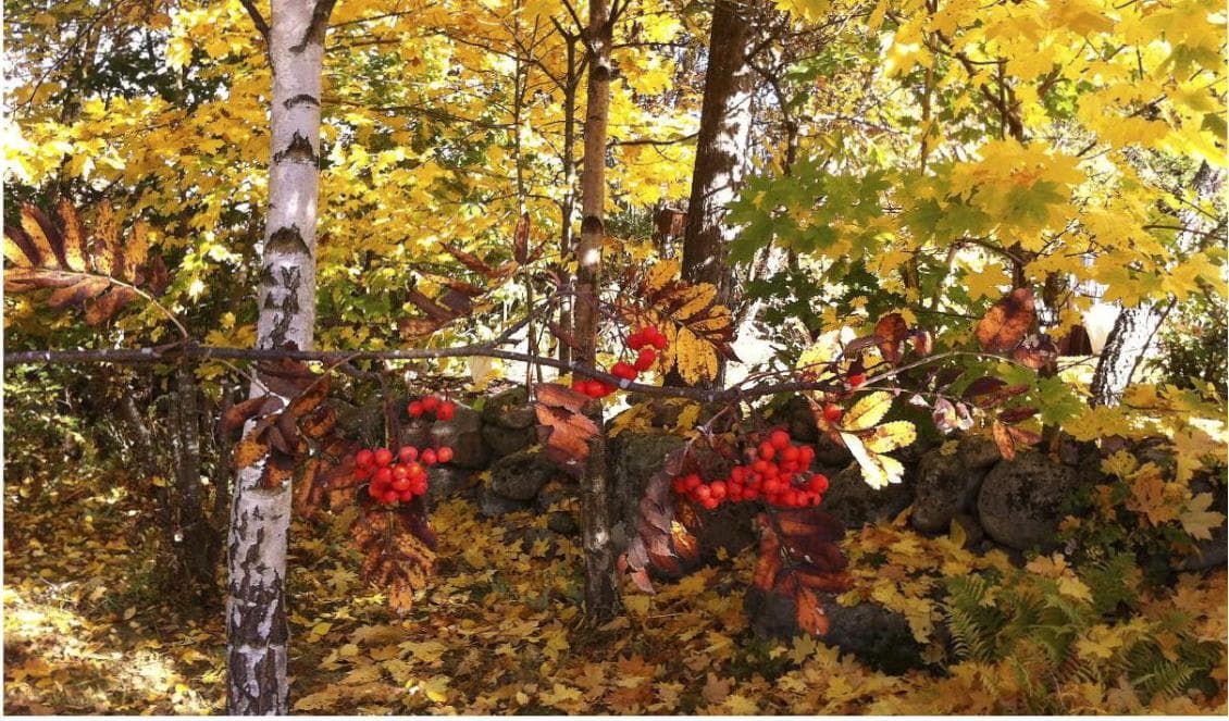 Rött, gult, och orange. Ett myller av färger och former. Hösten är sannerligen den vackraste årstiden. Om den ändå inte vore så kort! Foto: Privat