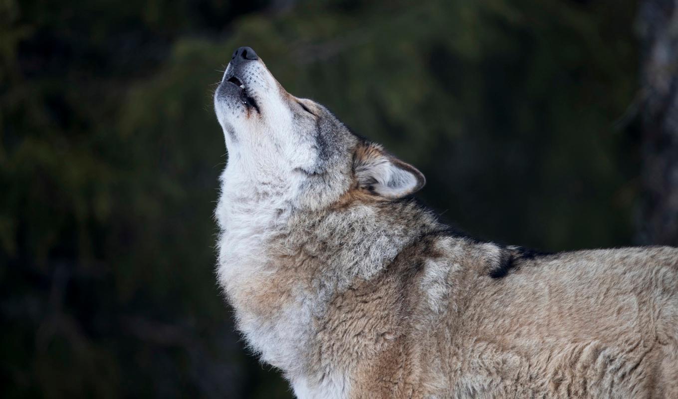 
Länsstyrelsen i Skåne har gett klartecken till skyddsjakt på varg. Arkivbild. Foto: Heiko Junge/NTB/TT                                            