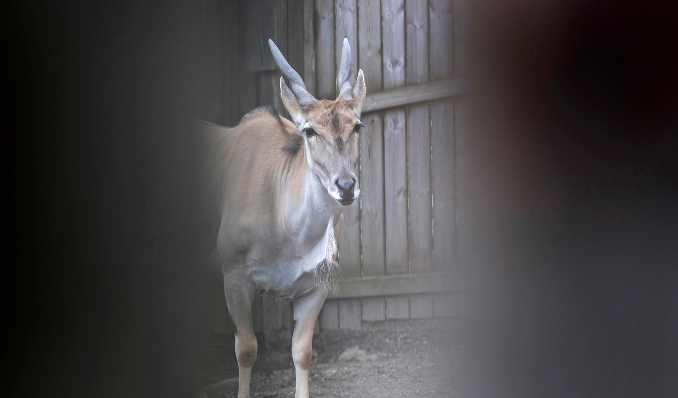 Olyckan inträffade den 28 augusti. En djurskötare dog efter att ha blivit stångad av en elandantilop. Djuret på bilden har inget med olyckan att göra. Arkivbild. Foto: Thomas Johansson/TT