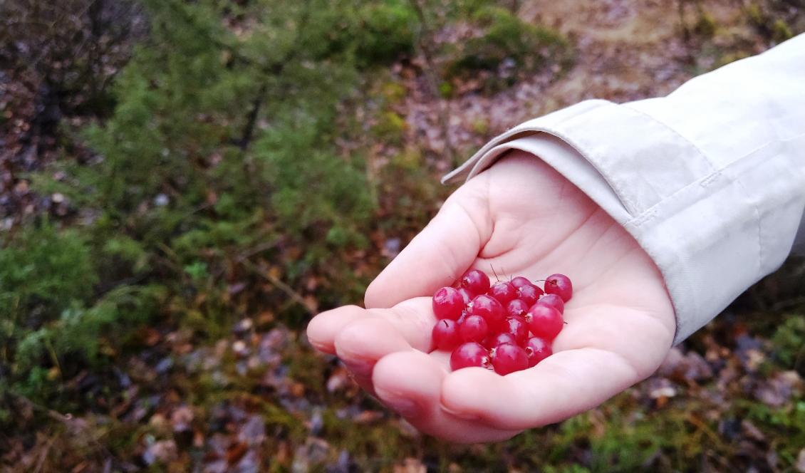 

När tranbären fått mogna är de som små ballonger fulla av saft. Foto: Eva Sagerfors                                                                                        