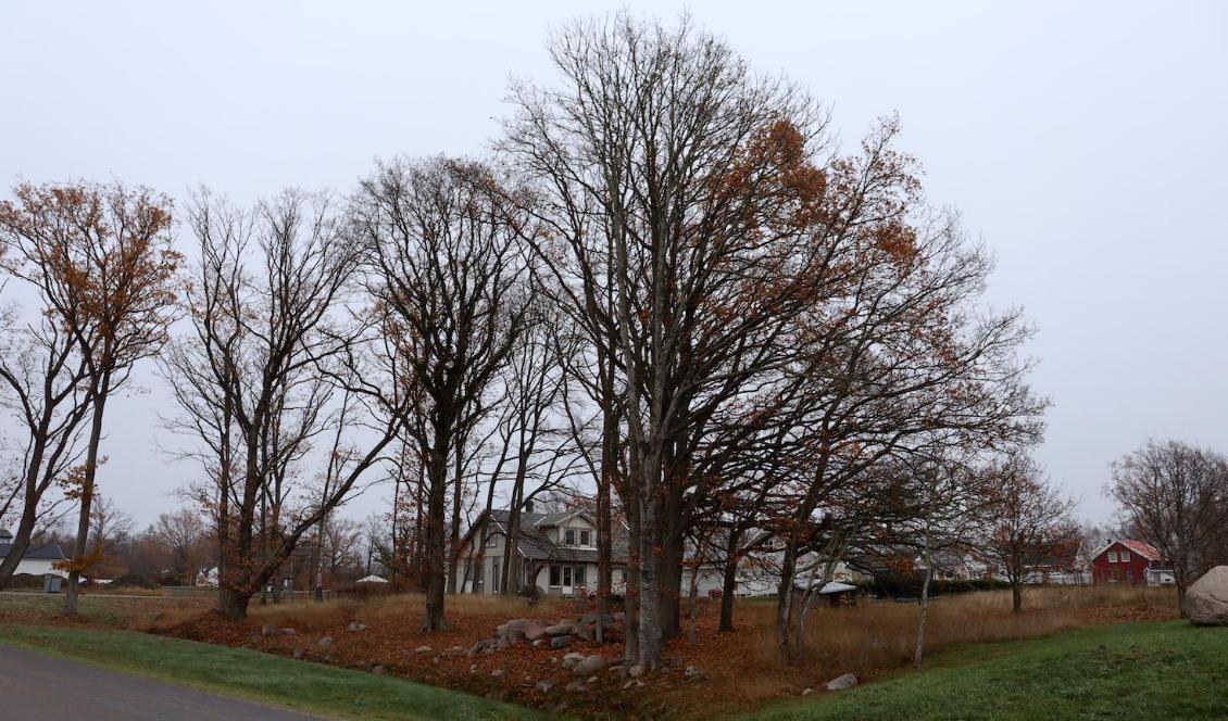 Det är avsaknaden av behov som gör att vi kan förlora oss i det enkla. Förlora oss i att tälja träslevar eller gå på skogspromenader. Foto: Anton Nilsson