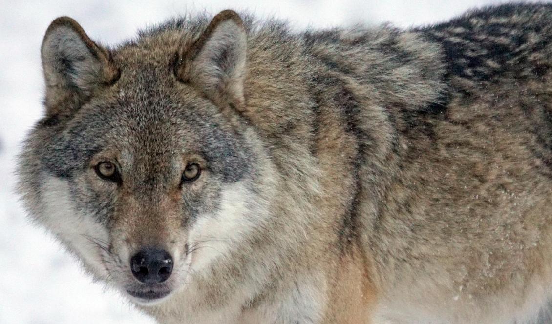 En annan varg. Ett nytt vargangrepp har skett i Markaryd i Småland. Foto: Marcel Langthim