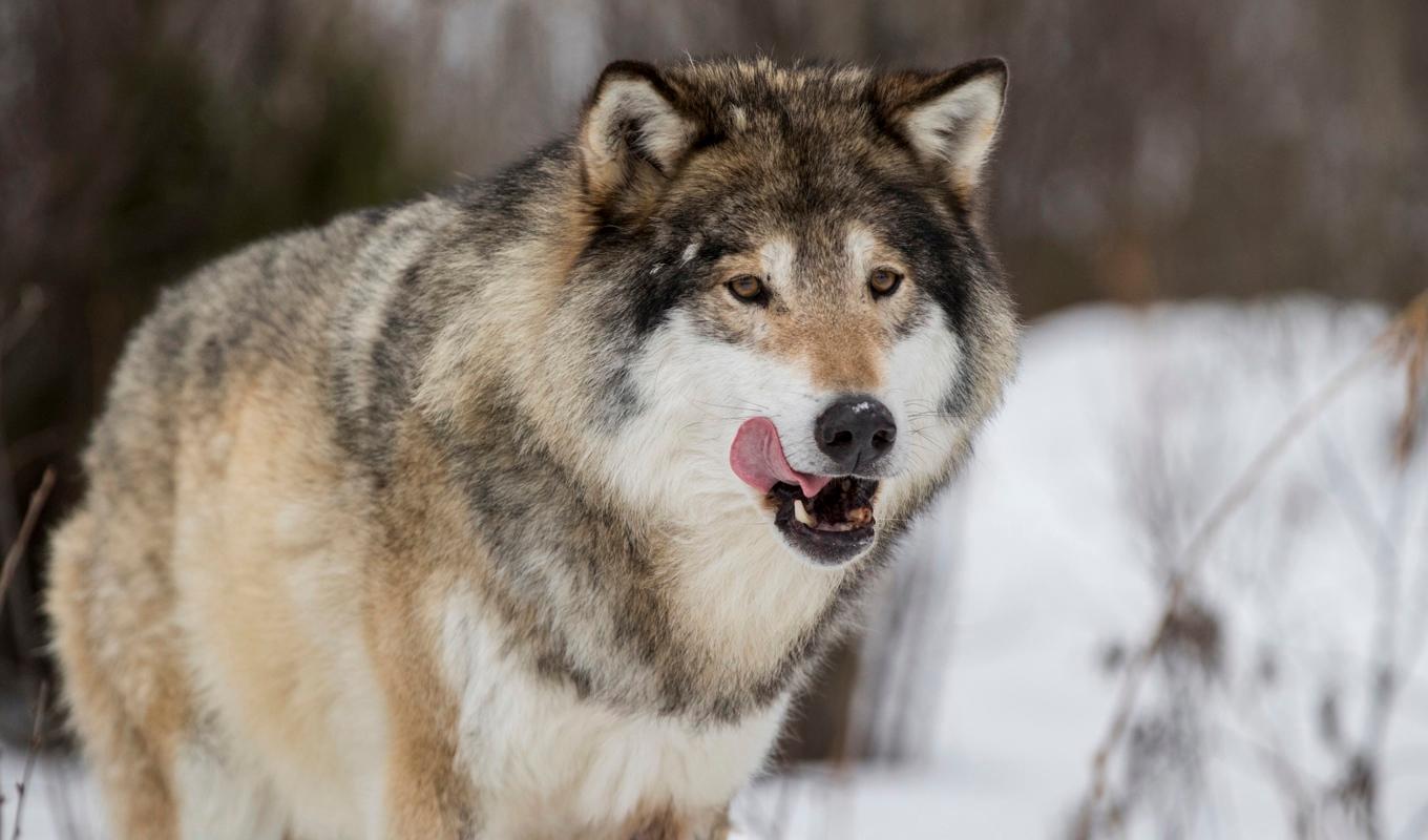 Mer än var tredje varg har nu fällts under årets licensjakt. Foto: Junge, Heiko/TT