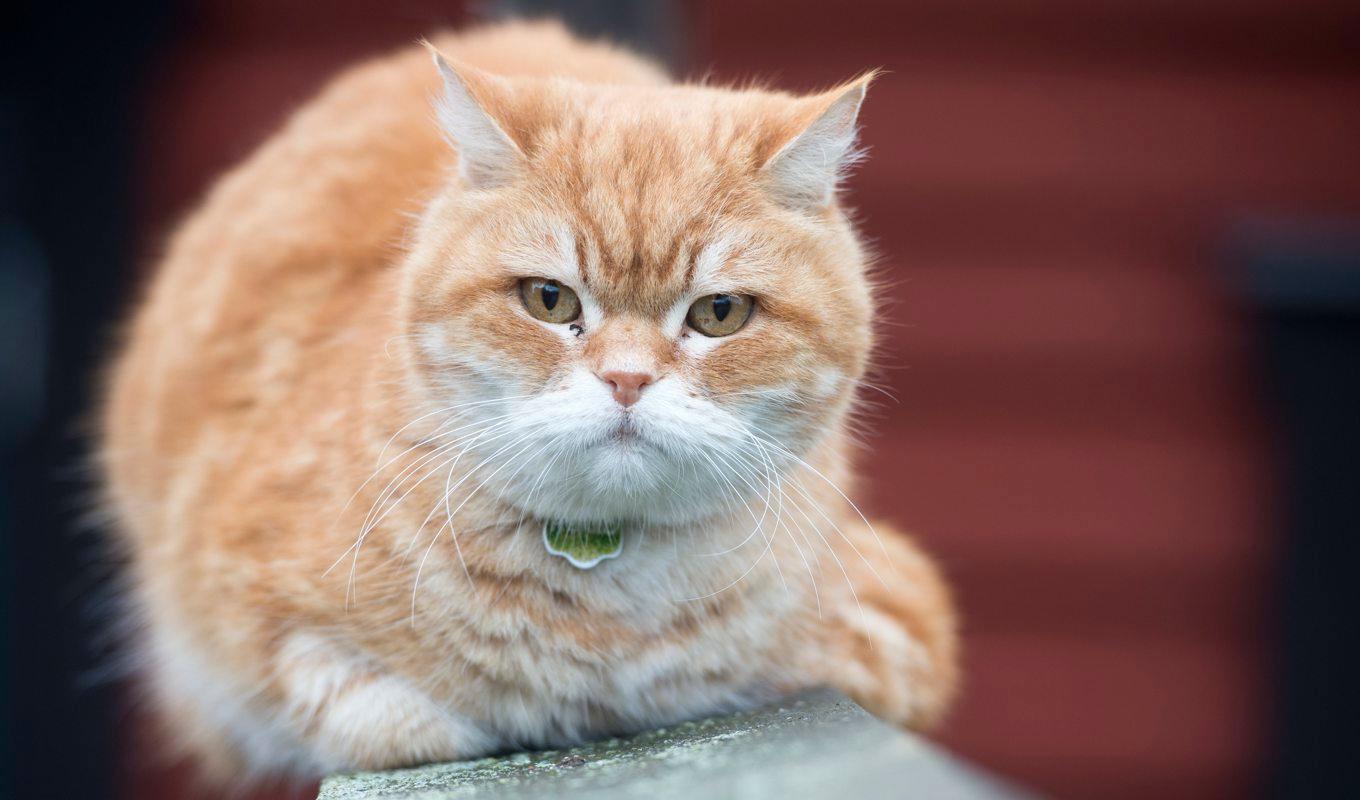 Sedan årsskiftet måste alla kattägare registrera sina djur. Arkivbild. Foto: Fredrik Sandberg/TT