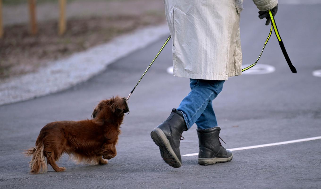 Nya försök att skada hundar i Malmö har skett. Under onsdagsmorgonen hittades bullar preparerade med vassa föremål på Gamla kyrkogården. Arkivbild. Foto: Janerik Henriksson/TT