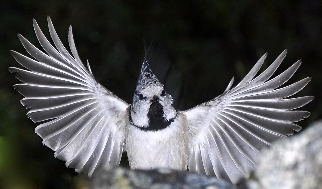 Flera av mina bästa barndomsupplevelser handlar om naturen. Känslan av att sova under bar himmel eller få kontakt med vilda djur i trädgården. Foto: Mats Karström