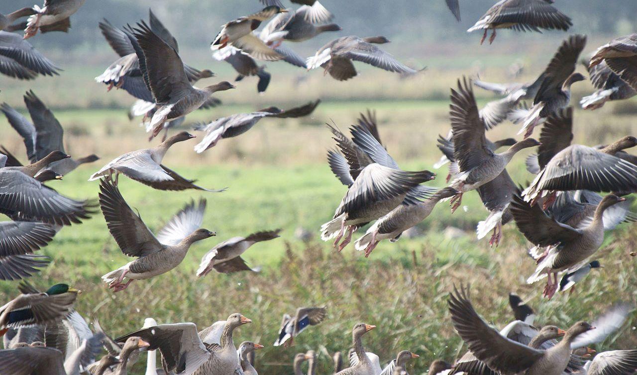 Forskare har uppmärksammat ändrade migrationsmönster hos spetsbergsgäss. Tidigare migrerade de till Svalbard, men nu flyger ett ökande antal till Novaja Zemlja i Ryssland. Foto: Gidzy (CC BY 2.0)