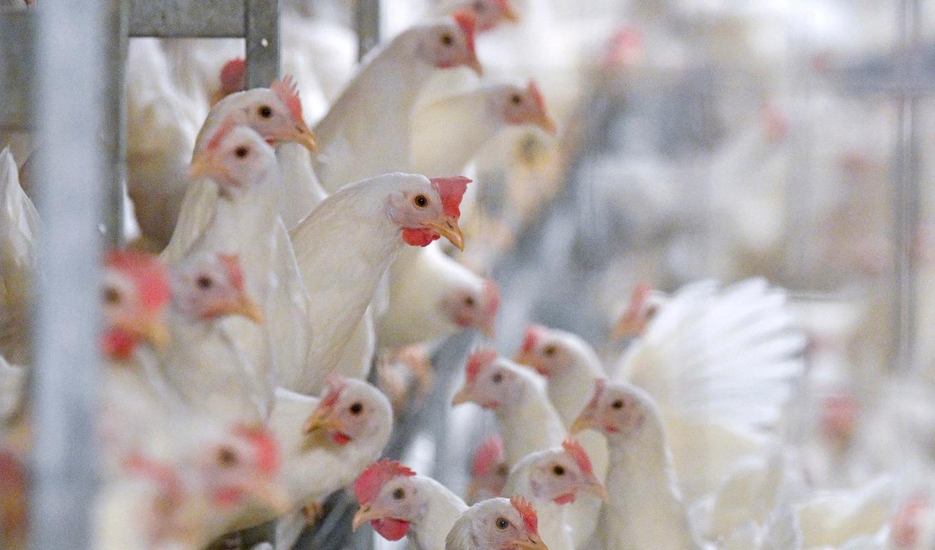 Hönsfoder med fiskmjöl som innehåller höga halter av PFAS leder till ägg som också har höga halter av de giftiga kemikalierna. Arkivbild. Foto: Johan Nilsson/TT