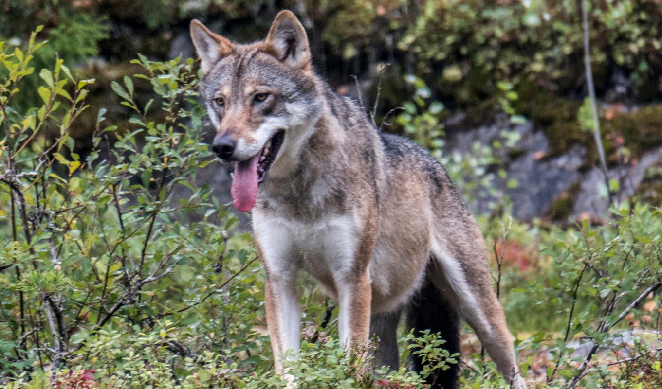 Den svenska rekordjakten på varg har avslutats. Arkivbild. Foto: Paul Kleiven/NTB/TT