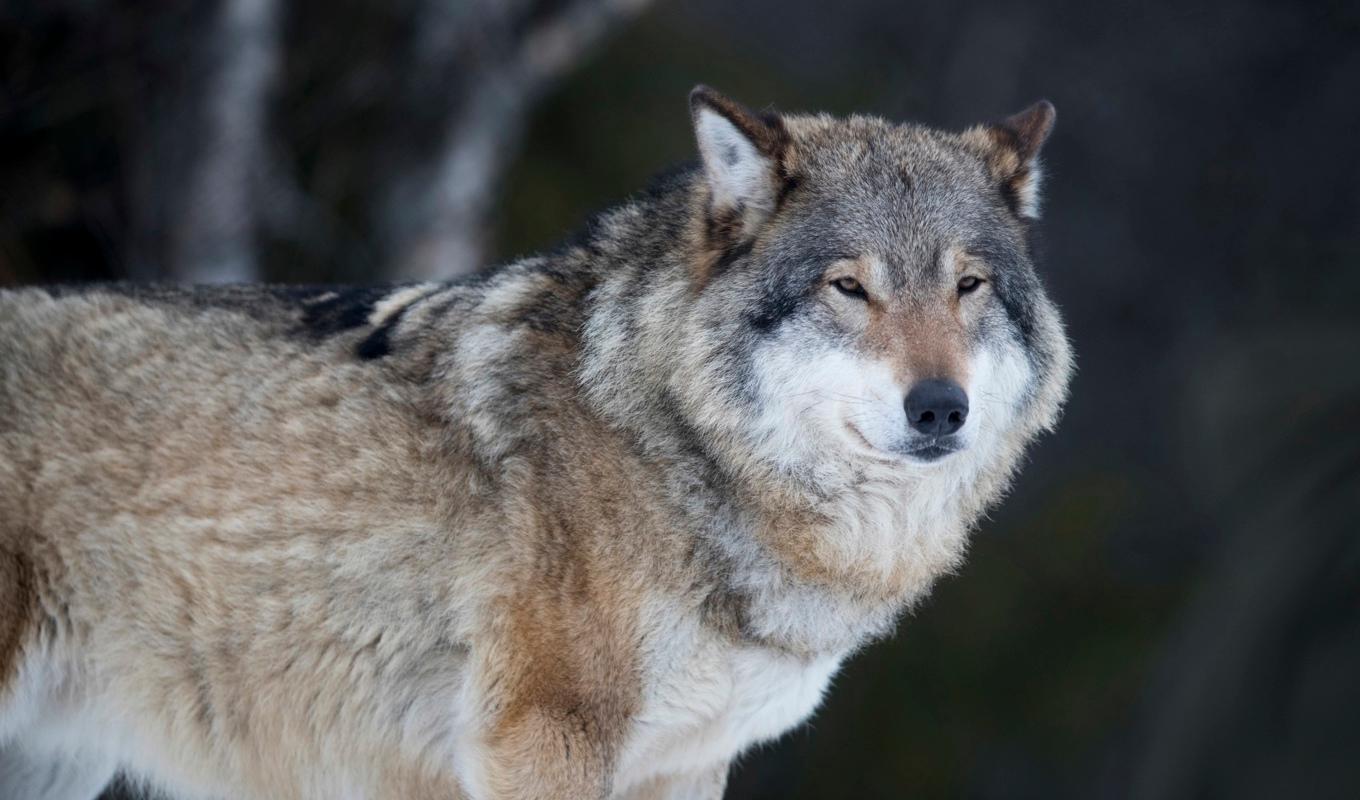 En ovanligt stor varg sköts för ett par veckor sedan i samband med skyddsjakt i Åre kommun. Arkivbild. Foto: Heiko Junge/NTB/TT