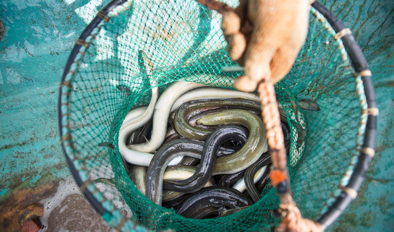 Ålfiskestopp kommer att gälla från den 1 oktober i år till 31 mars 2024. Arkivbild. Foto: Emil Langvad/TT