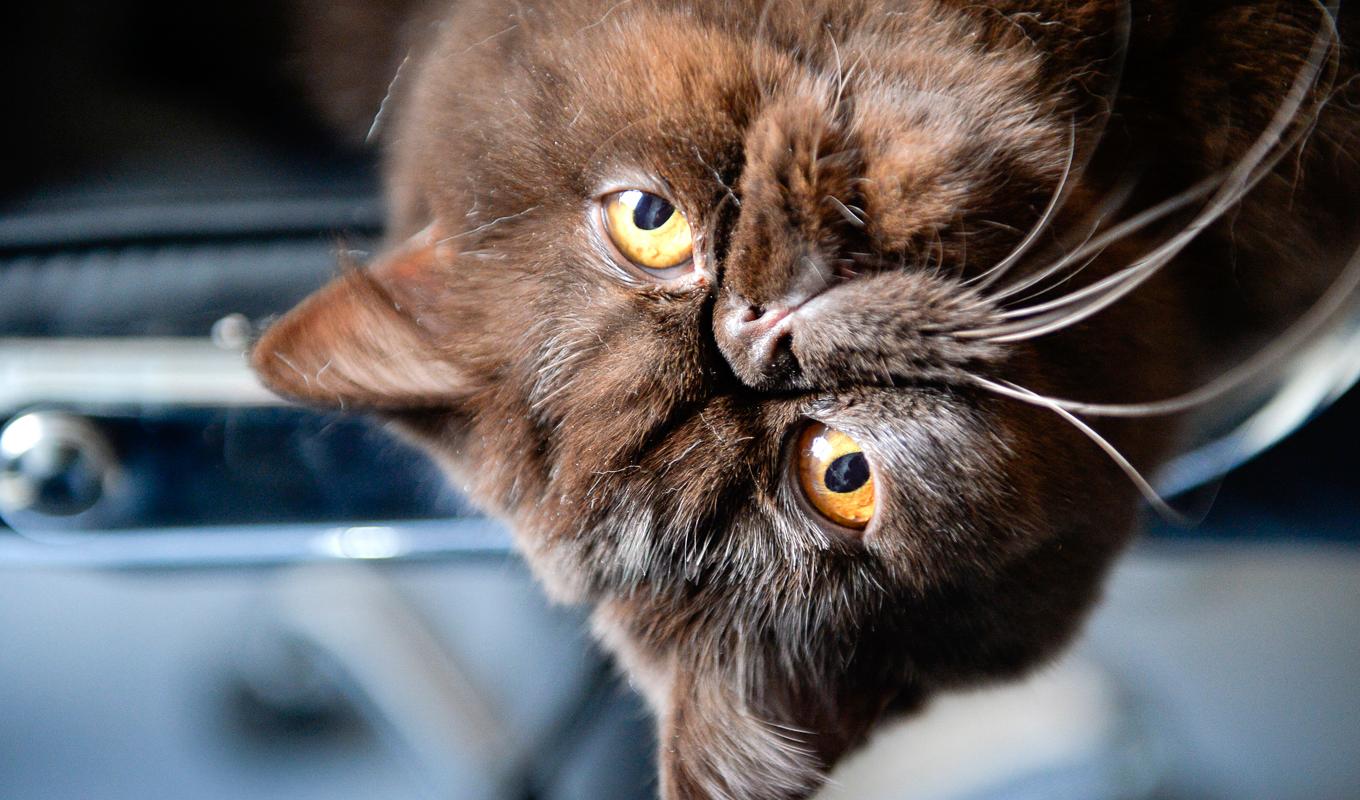 Uppgifter saknas om denna katt av rasen exotic är registrerad – eller lever utanför lagen. Arkivbild. Foto: Anders Wiklund/TT