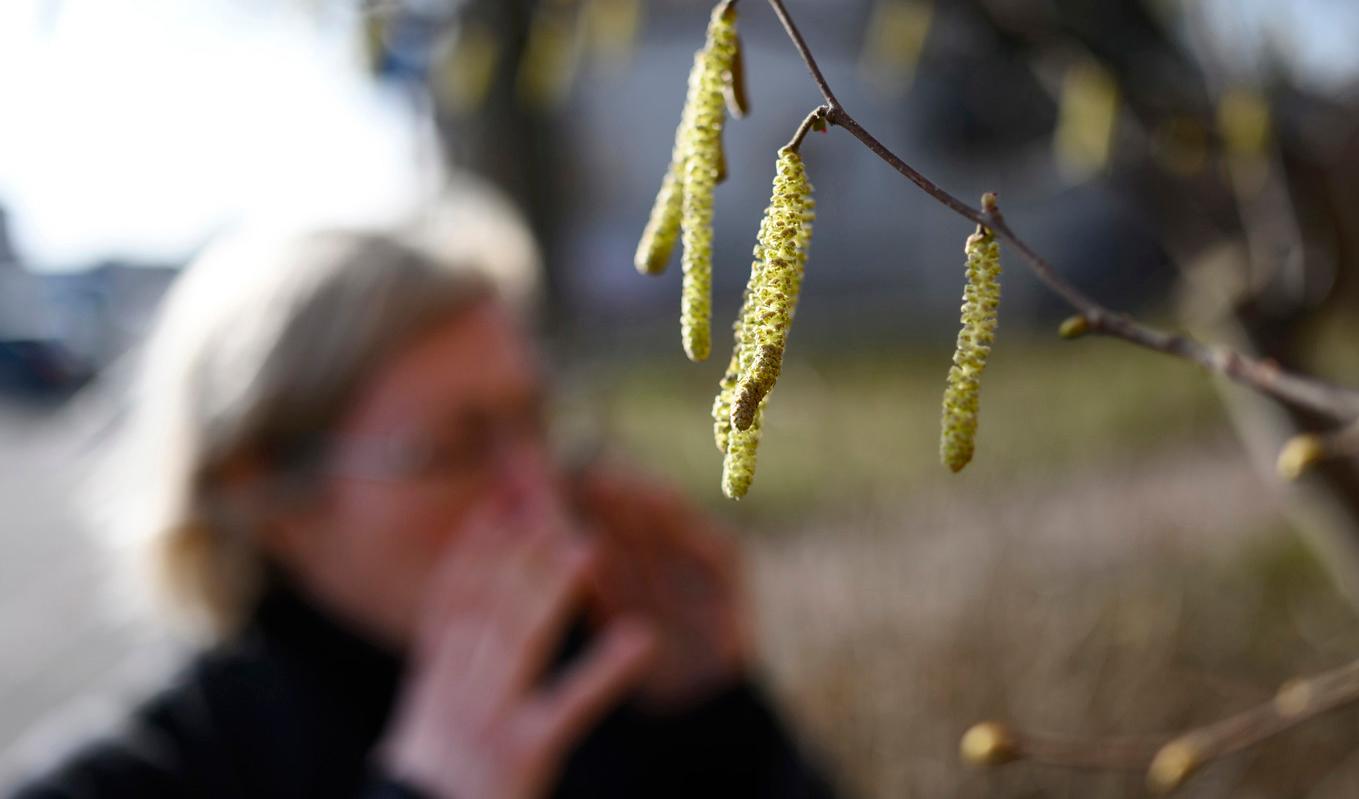 En kvinna nyser bakom hasselhängen på ett träd i Sölvesborg. Arkivbild. Foto: Johan Nilsson/TT