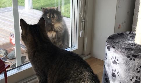 Vid altandörren utbyts misstänksamma blickar. Päron är tydligt vaksam. Vad vill den där närgångna kattflickan mig? tänker han. Foto: Ida Fältander