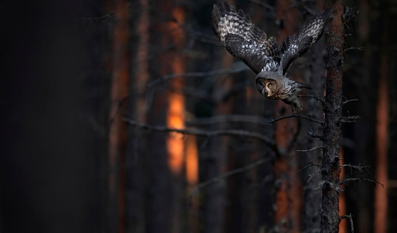 Sista mötet med lappugglan innan boken Lappuggla – Skogens dolda väsen kunde färdigställas. Foto: Jonas Classon