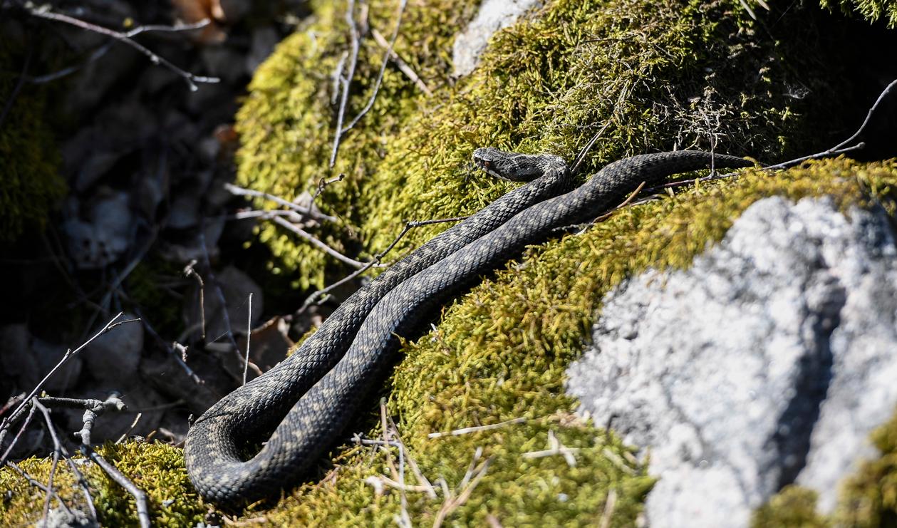 Huggormarna är giftigare under våren när de vaknar eftersom de inte har bitit någonting än. Arkivbild. Foto: Pontus Lundahl/TT