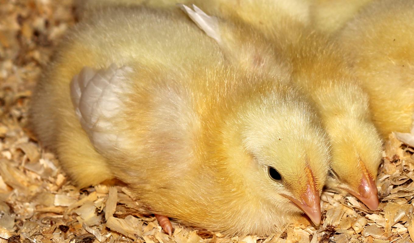 En studie från SLU visar att kycklingar som har möjlighet att vila på plattformar som skärmar av ljuset och ger värme blir mer ostörda och vilar längre. Foto: Wikimedia Commons