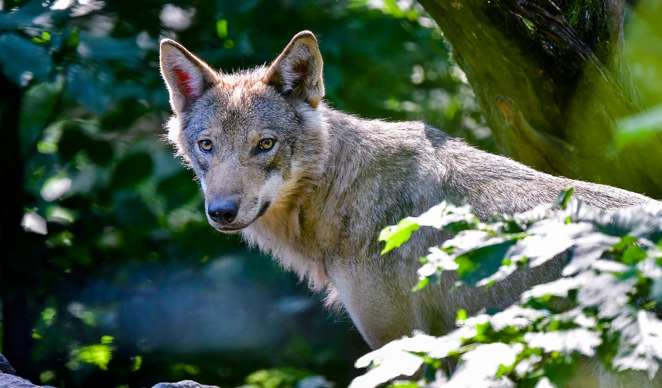 Vargarnas antal ökar i hela landet. I Västra Götaland finns i nuläget ett 50-tal vargar. I ett vargangrepp förra veckan dödades minst 20 får i ett hägn. Foto: Jonas Ekströmer/TT