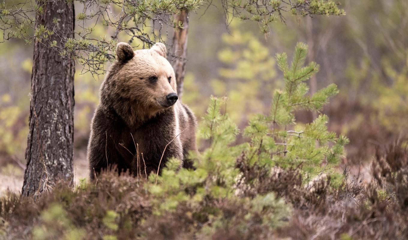 Totalt gäller beslutet 12 länsstyrelserna. Arkivbild. Foto: Mikael Fritzon/TT