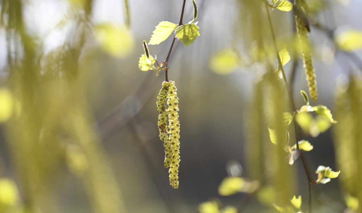 Hängen med björkpollen. Årets pollensäsong är betydligt värre än förra året. Arkivbild. Foto: Janerik Henriksson/TT