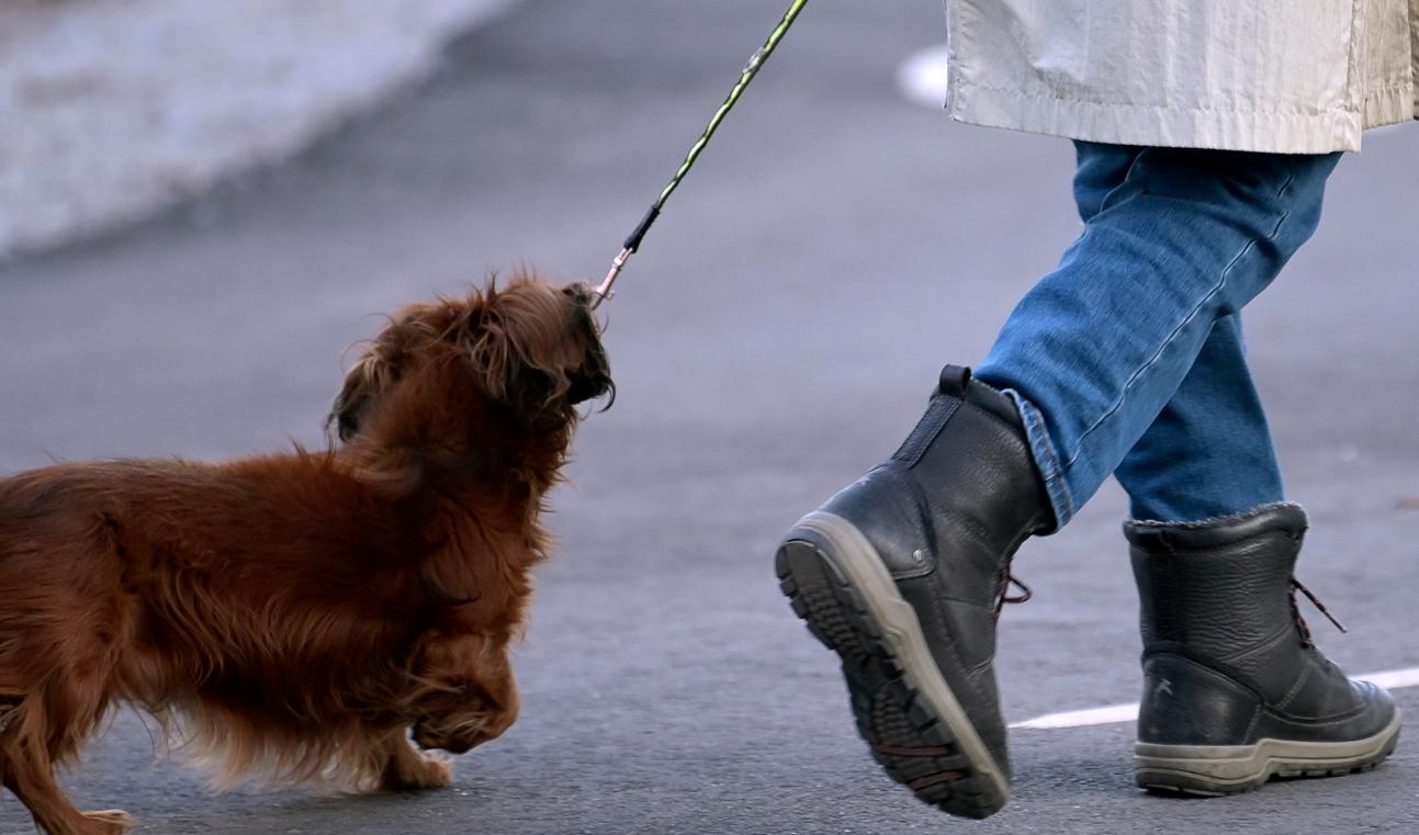 En bilförare smet efter att ha kört på en hund vid ett övergångsställe i Malmö. Arkivbild. Foto: Janerik Henriksson/TT