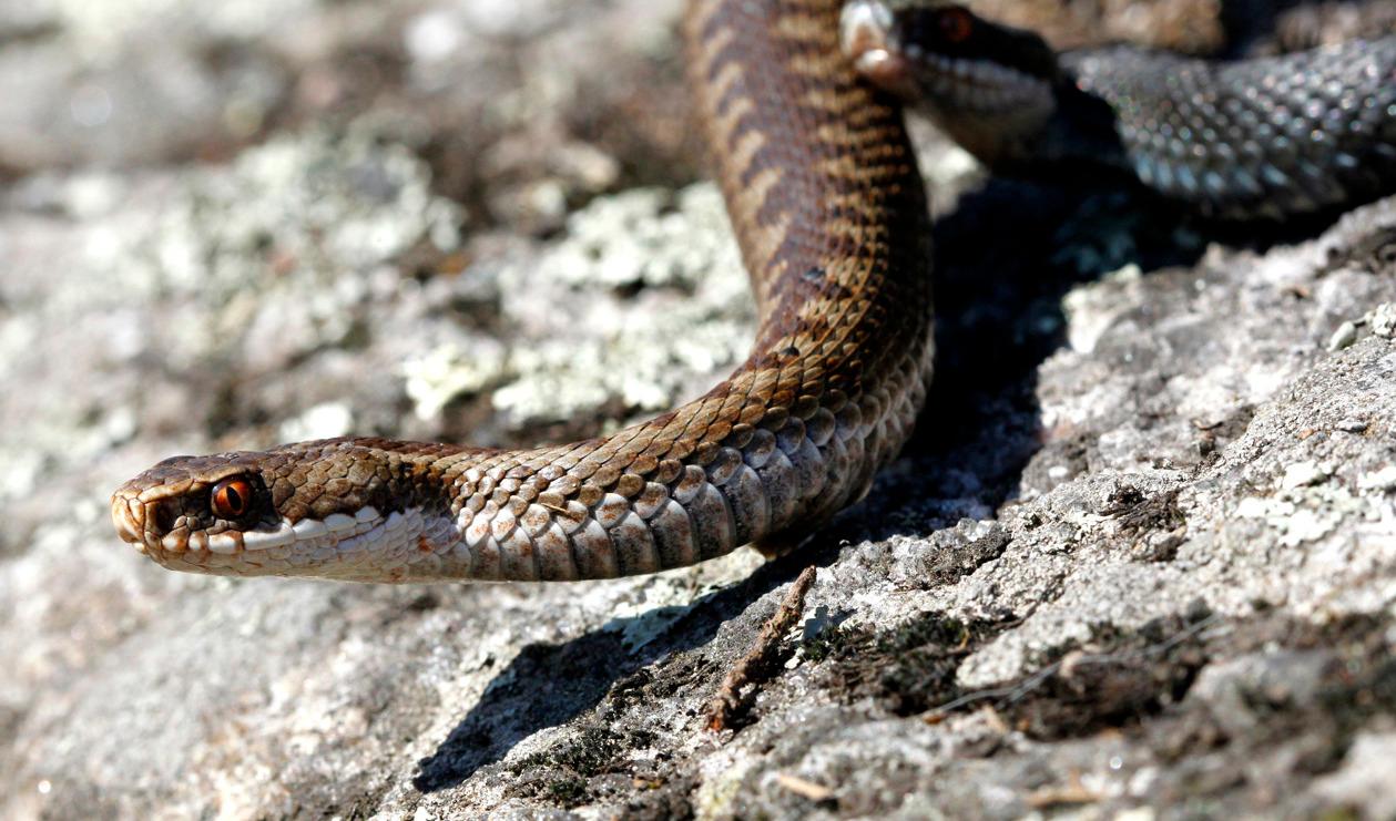 Har du blivit biten, eller misstänker du att du blivit biten, så ska du alltid ringa 112. Arkivbild. Foto: Cornelius Poppe/NTB/TT