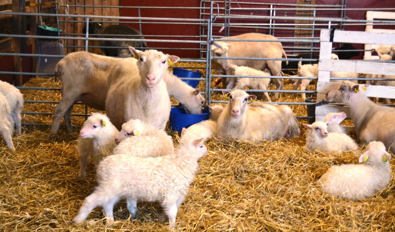 Djuren på bilden har ingen koppling till artikeln. Foto: Eva Sagerfors