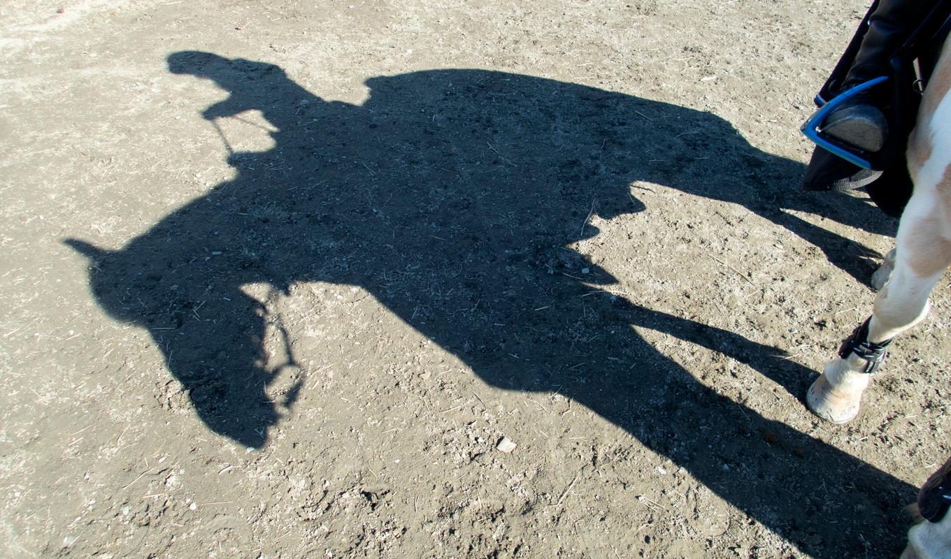 Hunden ska ha bitit ryttaren i ansiktet och händerna. Arkivbild. Foto: Kallestad, Gorm/ NTB scanpix / TT