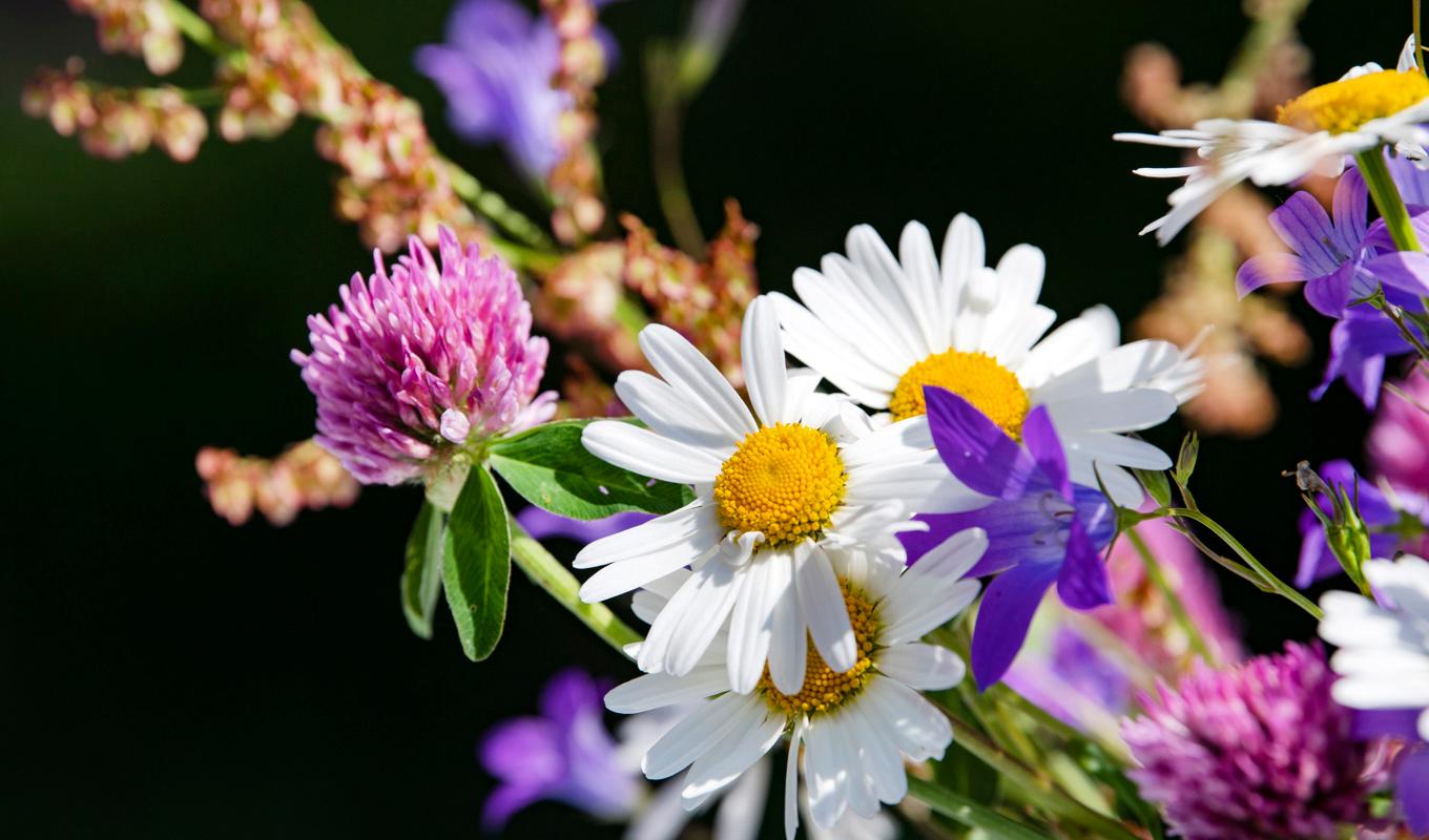Lagom till midsommar övergår björkpollen i gräspollen, samtidigt minskar pollenhalterna till lägre nivåer. Arkivbild. Foto: Ulf Palm/TT