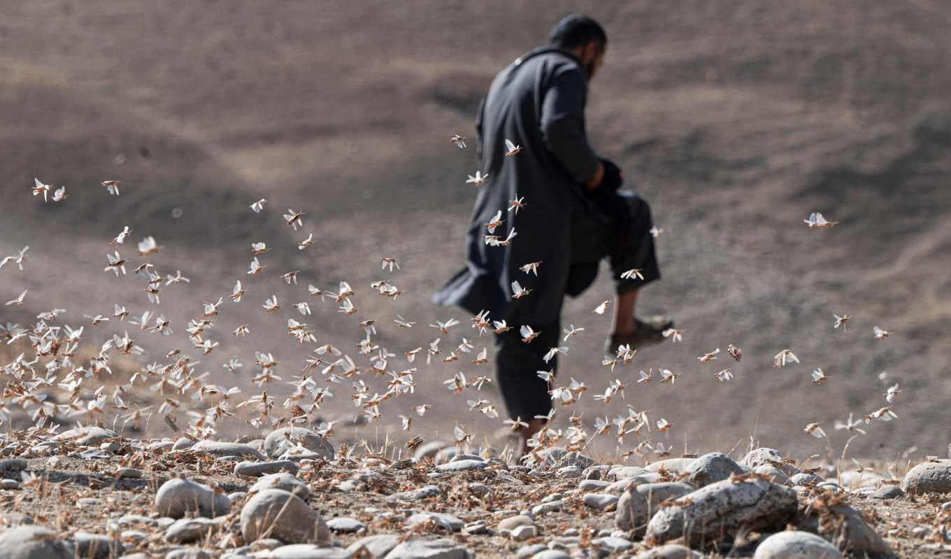 En bonde försöker stampa ihjäl invaderande gräshoppor i Balkhprovinsen i Afghanistan. Foto: Wakil Kohsar/AFP/TT