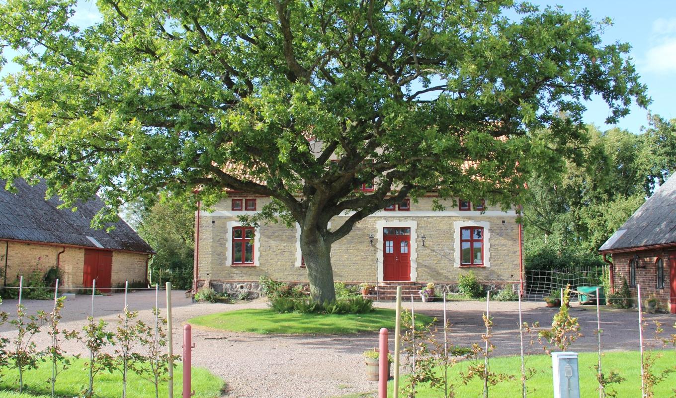 Vårdträd planterades vid särskilda tillfällen, som när gården anlades eller när bonden gifte sig. Eken i västra Skåne planterades 1935 när ägarinnans far föddes. Foto: Dag Werle
