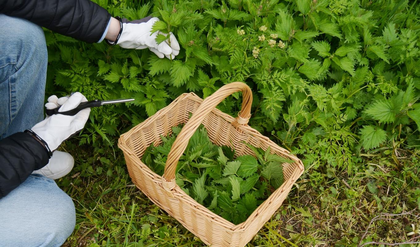 Nässlor är en bra källa till järn och C-vitamin och forskning har visat på goda hälsoeffekter. Foto: Eva Sagerfors