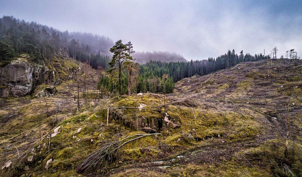 Kalhyggesbruket fortsätter att dominera i hela Sverige. Våra skogar försvinner. Foto: Per Pixel Petersson