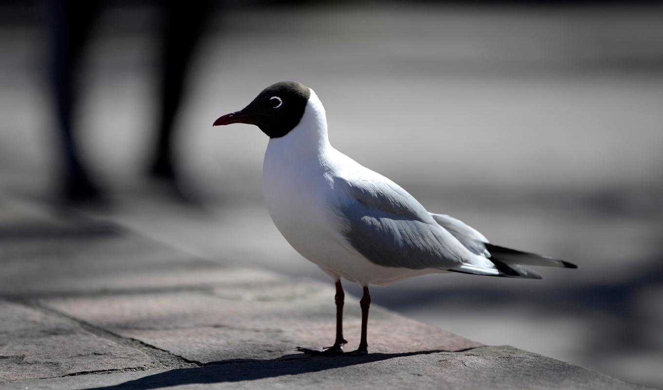 En fågel smittad med fågelinfluensa har hittats i Eskilstuna. Arkivbild. Foto: Janerik Henriksson/TT