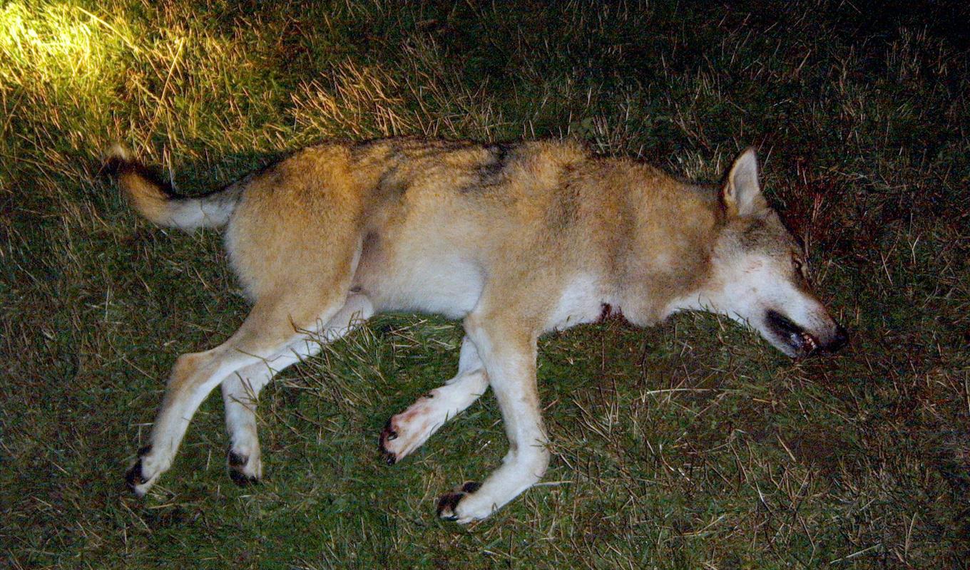 En varghanne har skjutits i Västra Götalands län på initiativ av länsstyrelsen. Arkivbild. Foto: Länsstyrelsen