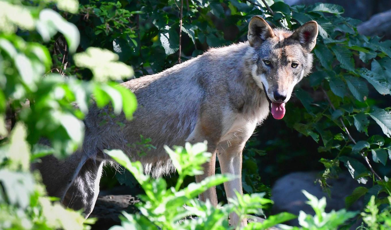 Sju får har dödats i en vargattack i Kristianstads kommun. Arkivbild. Foto: Jonas Ekströmer/TT