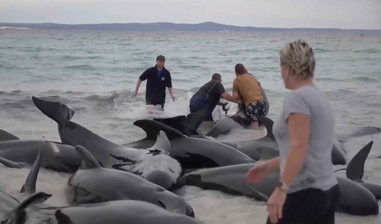 Trots försök från experter och frivilliga att rädda de strandade grindvalarna på Cheynes Beach är nu samtliga döda. Foto: ABC via AP/TT