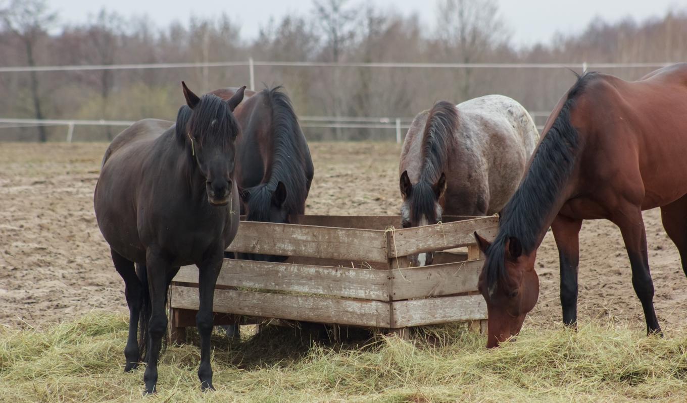Livsstilsjordbruken utgörs främst av hästgårdar där odling bedrivs för att man ska kunna ha hästar. Foto: Shutterstock