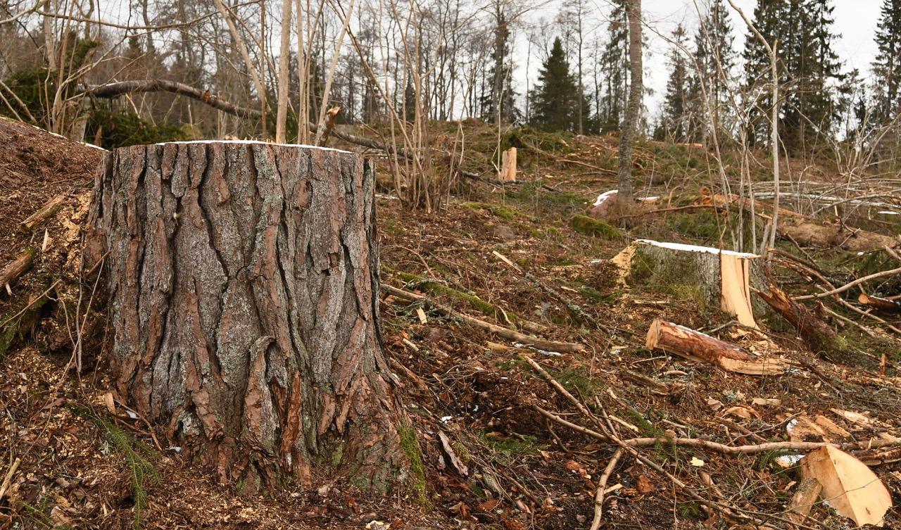 Resultatet av kalavverkning av skog i Kärr, Södra Östergötland. 120-åriga tallar avverkade på ett 84 hektar stort kalhygge. Foto: Peter Lindgren/Proselva