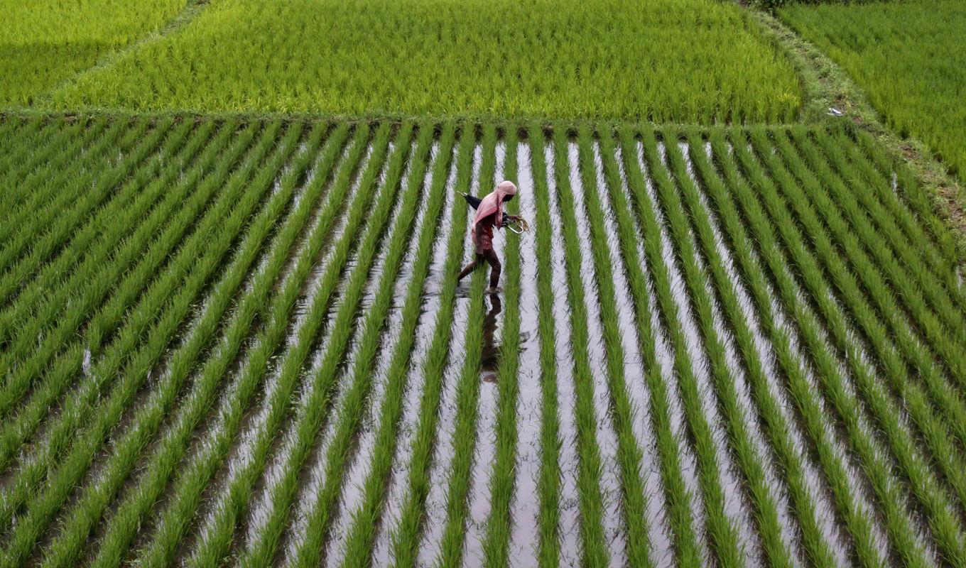 Rispriserna har skenat i Asien. Arkivbild. Foto: Biswaranjan Rout AP/TT