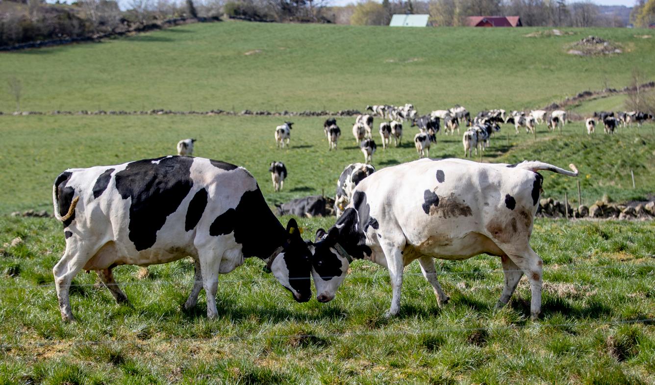 Bondeägda Arla sänker priserna. Arkivbild. Foto: Adam Ihse/TT